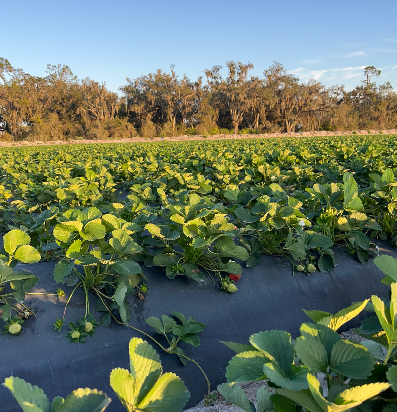 a close-in image of strawberry plants in a field with new strawberries sprouting