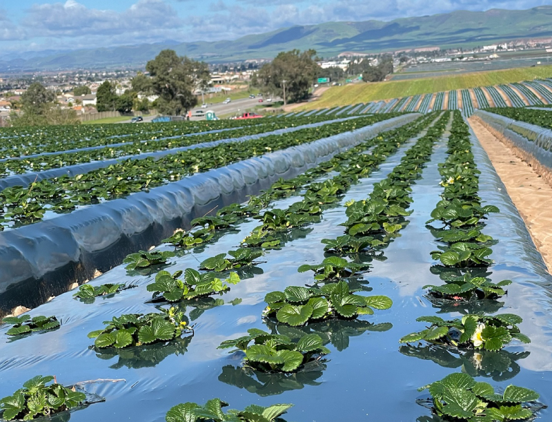 a close-in image of new strawberry plants in rows in a field