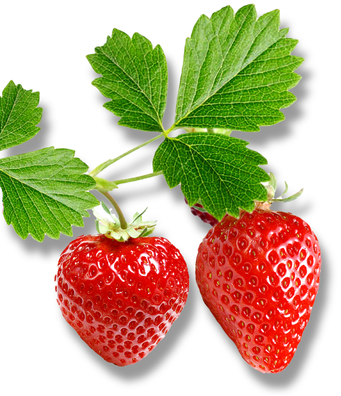 an isolated image of two strawberries on a vine