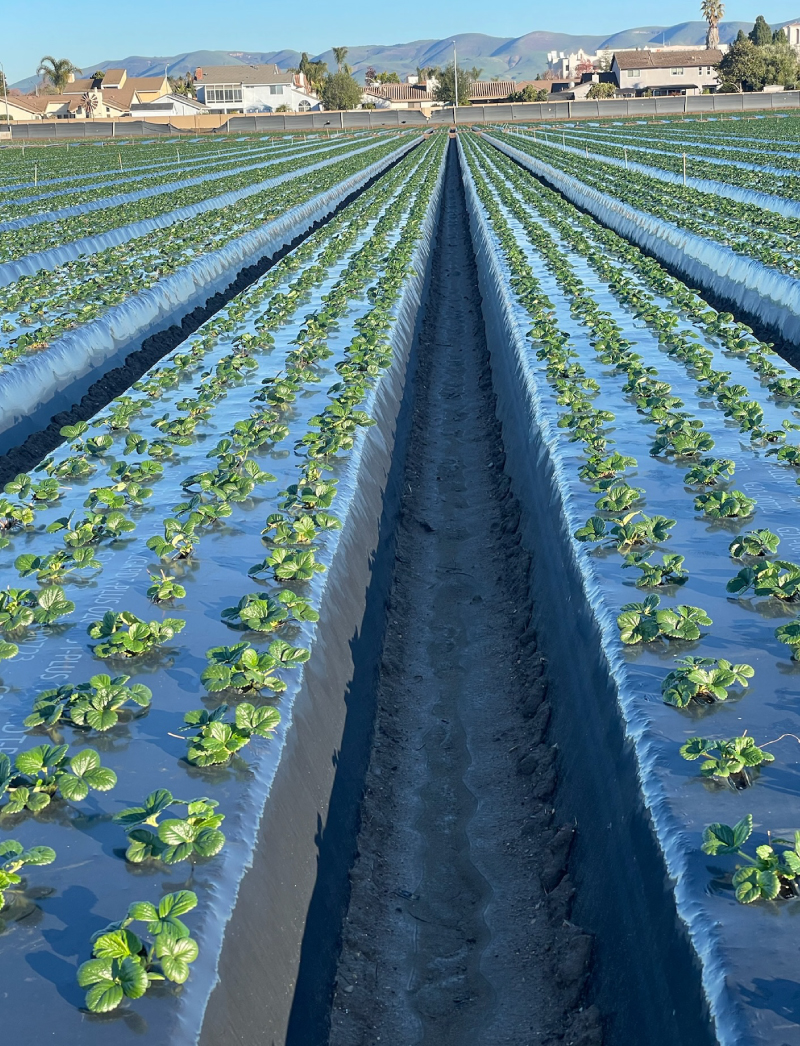 an image of new strawberry plants in rows in a field