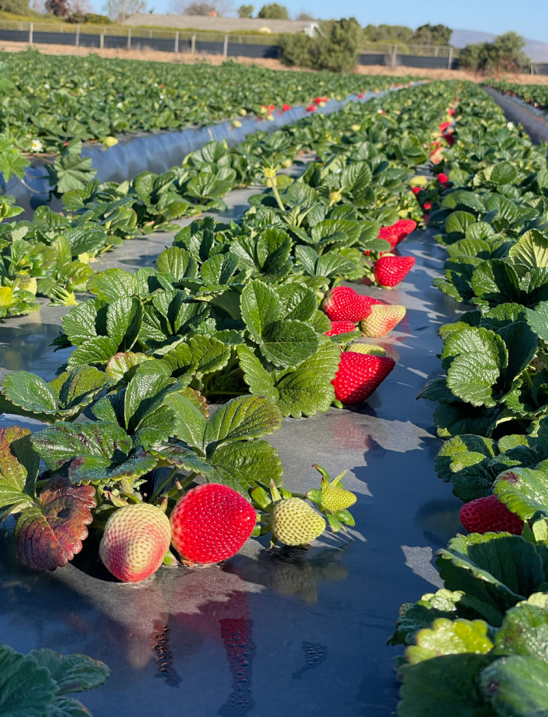 a close-in image of strawberry plants in rows in a field with ripe and unripe strawberries