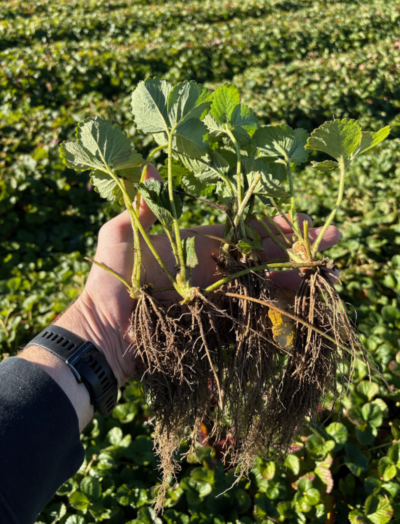 an image of hand holding new strawberry plants with their roots