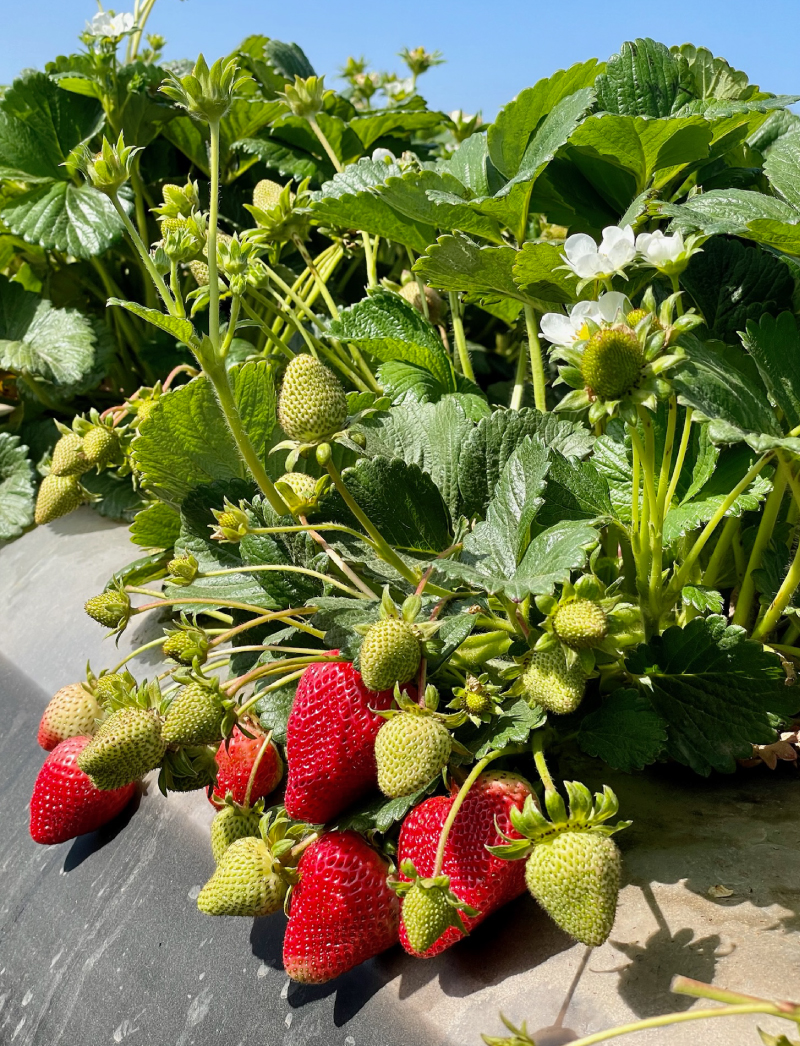 a close-in image of a strawberry plant with ripe and unripe strawberries