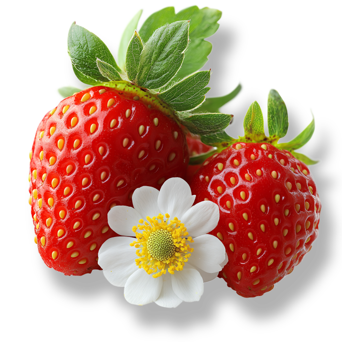 an isolated image of two strawberries with a strawberry flower bloom