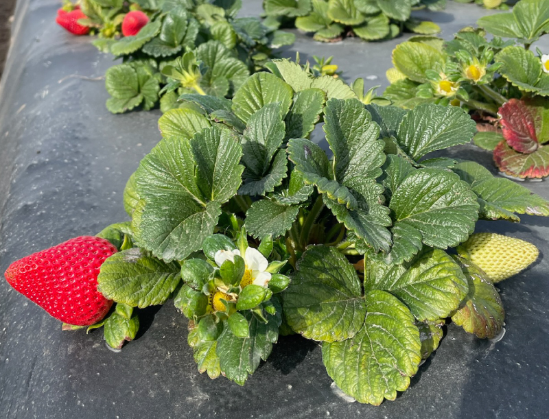 an close-in image of a strawberry plants with ripe and unripe strawberries