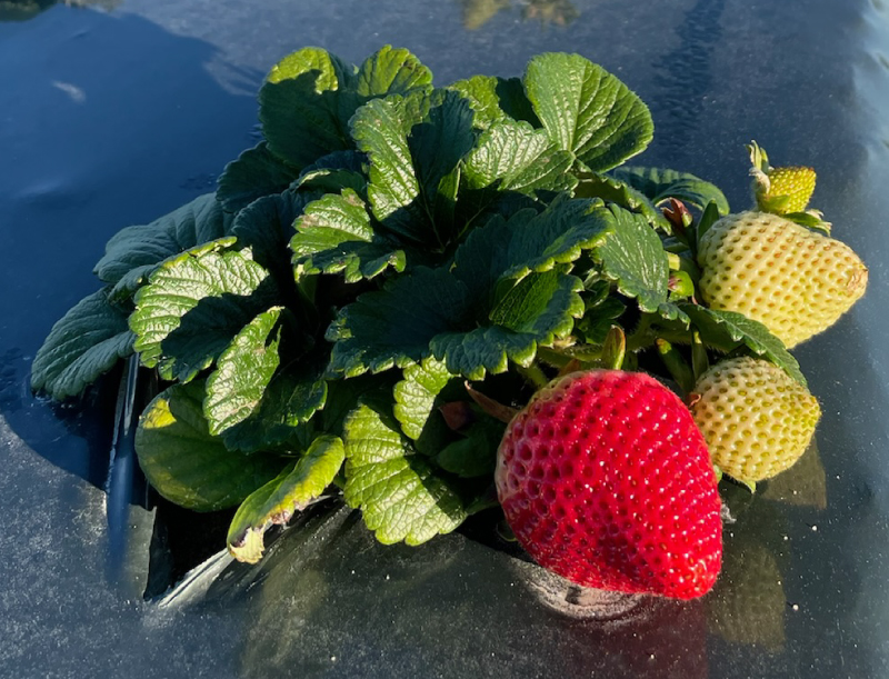 an close-in image of a strawberry plants with ripe and unripe strawberries