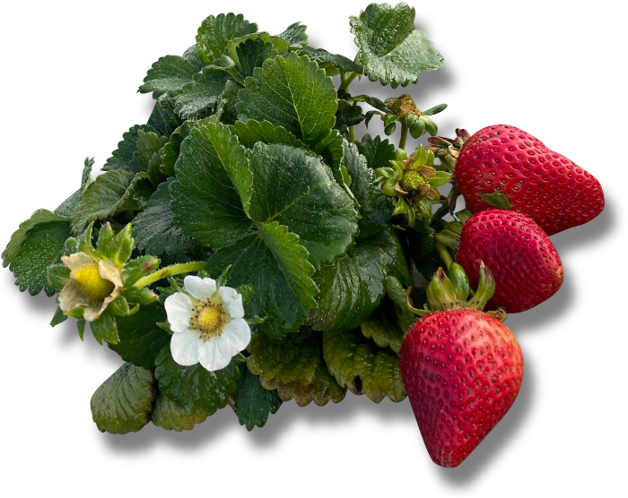 an isolated image of a strawberry plant with three ripe strawberries and a strawberry flower bloom